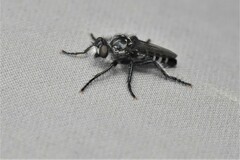 Cyrtopogon