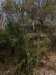 Grevillea oleoides