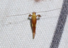 Caloptilia packardella