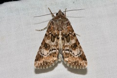 Heliothis punctifera