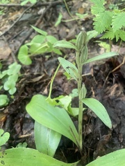 Galearis spectabilis