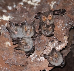 Megaderma spasma