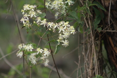 Clematis dioica