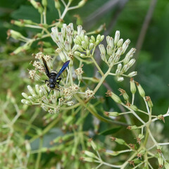 Arnoglossum atriplicifolium
