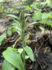 Galearis spectabilis