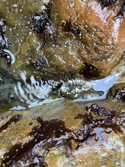 Anthopleura