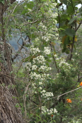 Clematis dioica