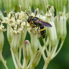 Arnoglossum atriplicifolium