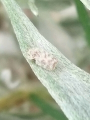 Corythucha marmorata