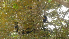 Alouatta palliata