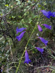 Penstemon stenophyllus