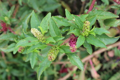 Phytolacca octandra