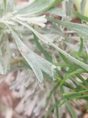 Corythucha marmorata