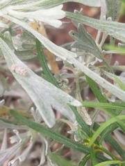 Corythucha marmorata