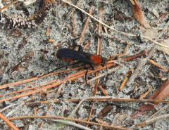 Psorthaspis sanguinea