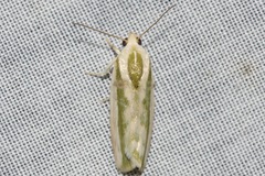 Earias huegeliana