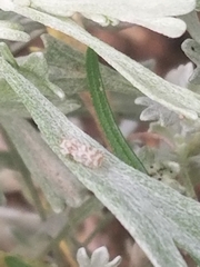 Corythucha marmorata