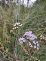 Ageratum corymbosum