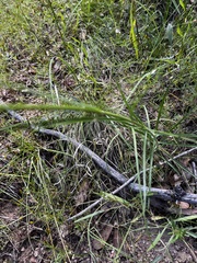 Penstemon stenophyllus