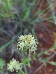 Brickellia eupatorioides