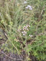 Ageratum corymbosum