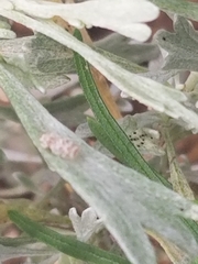 Corythucha marmorata