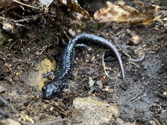 Plethodon cylindraceus