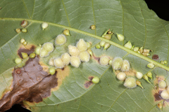 Caryomyia persicoides