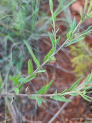 Brickellia eupatorioides