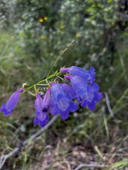 Penstemon stenophyllus