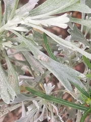 Corythucha marmorata