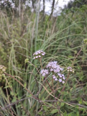 Ageratum corymbosum