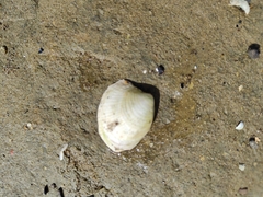 Austrovenus stutchburyi