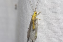 Calochrysa extranea