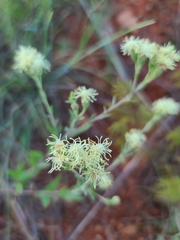 Brickellia eupatorioides