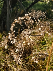 Tordylieae