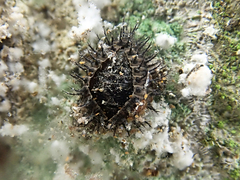 Chilocorus stigma