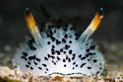 Acanthodoris rhodoceras