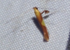 Caloptilia packardella