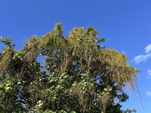 Cassytha filiformis observed 2022-09-11