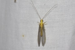 Calochrysa extranea