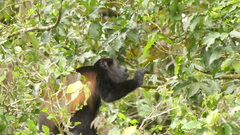 Alouatta palliata