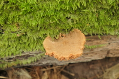 Gymnopilus