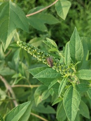Amaranthus spinosus