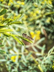 Melangyna viridiceps