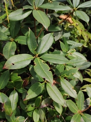 Rhododendron latoucheae