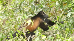 Alouatta palliata