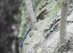 Plestiodon inexpectatus