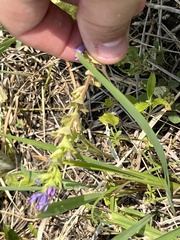 Triodanis