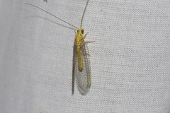 Calochrysa extranea